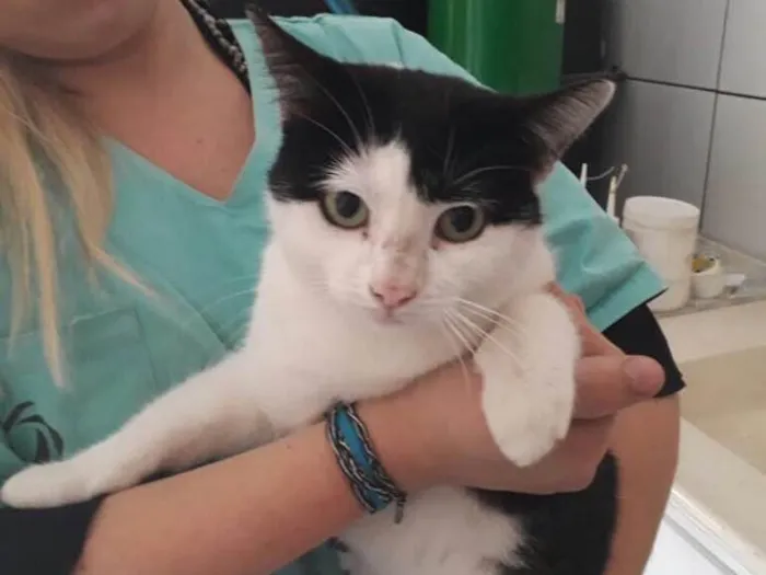 Gato ra a SRD idade 2 anos nome Nala