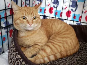 Gato raça Srd idade 2 anos nome Theodoro