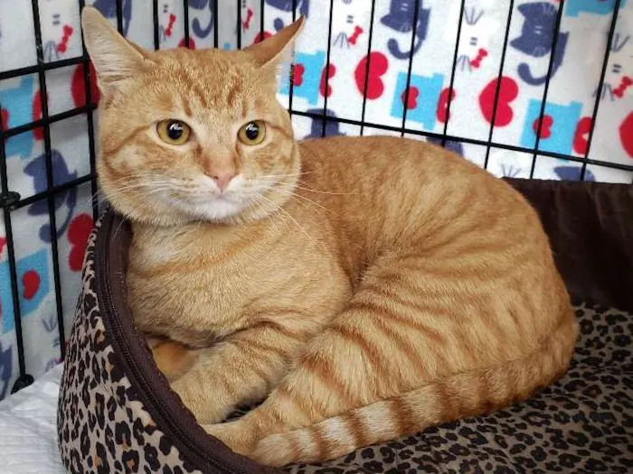 Gato ra a Srd idade 2 anos nome Theodoro
