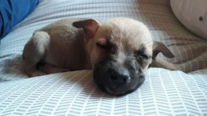 Cachorro ra a Indefinida  idade 2 a 6 meses nome Duquesa 