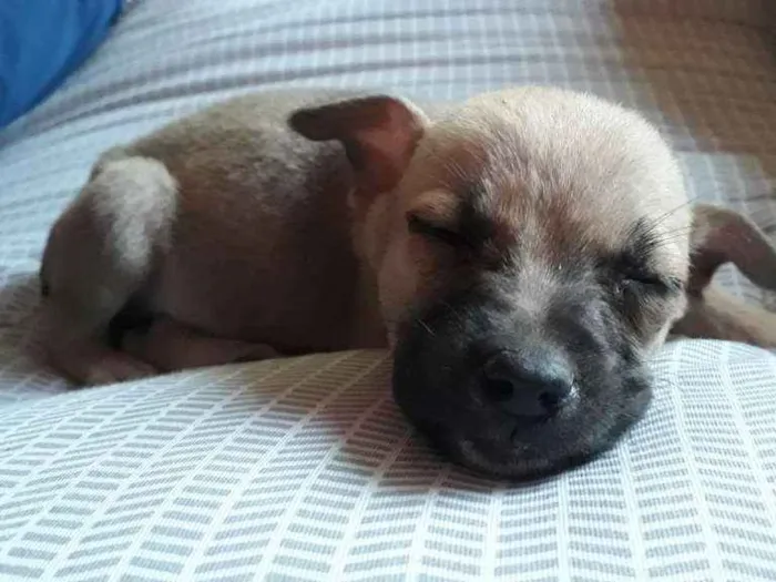 Cachorro ra a Indefinida  idade 2 a 6 meses nome Duquesa 