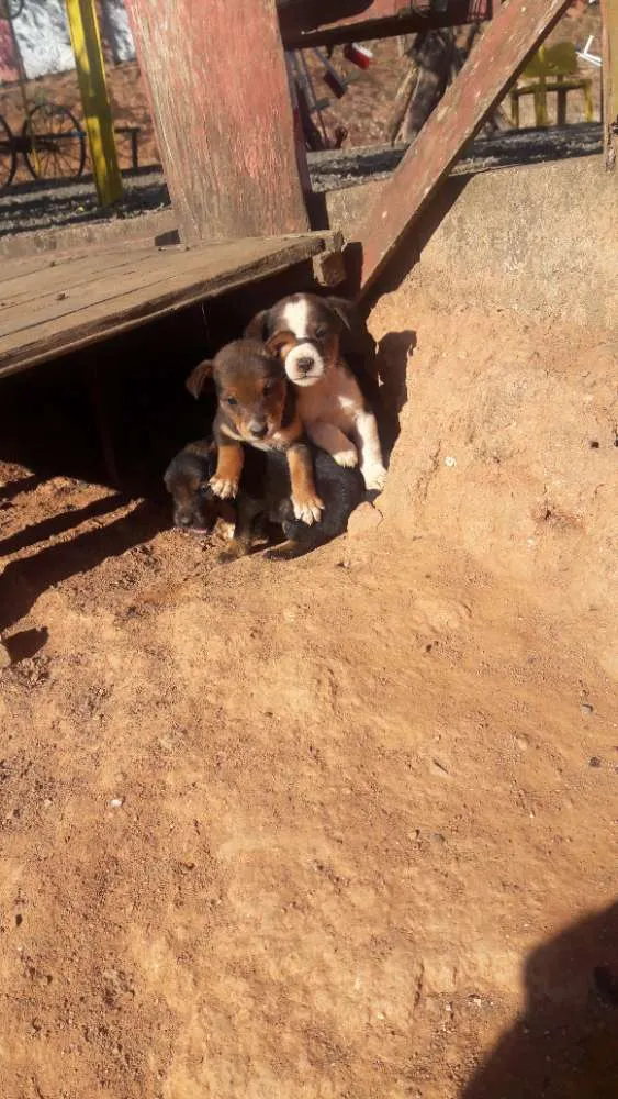 Cachorro ra a Vira lata idade Abaixo de 2 meses nome Sem nomes ainda