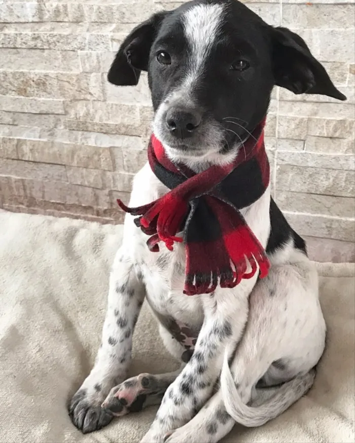 Cachorro ra a Sem raça definida idade 2 a 6 meses nome Noah