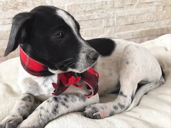 Cachorro ra a Sem raça definida idade 2 a 6 meses nome Noah
