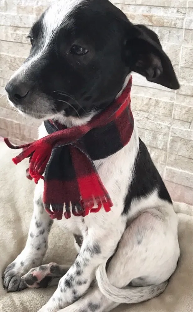 Cachorro ra a Sem raça definida idade 2 a 6 meses nome Noah
