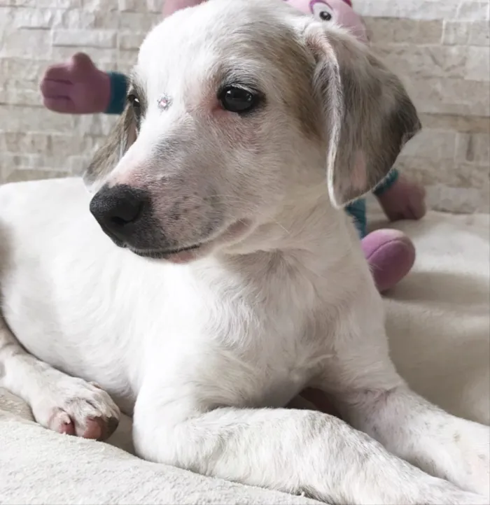 Cachorro ra a Sem raça definida idade 2 a 6 meses nome Mabel