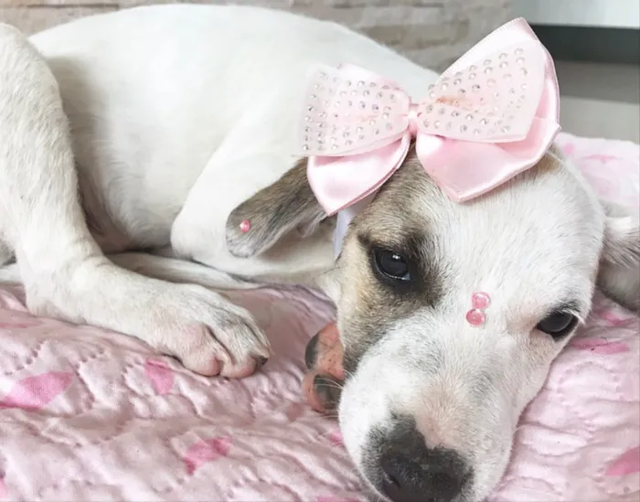 Cachorro ra a Sem raça definida idade 2 a 6 meses nome Mabel