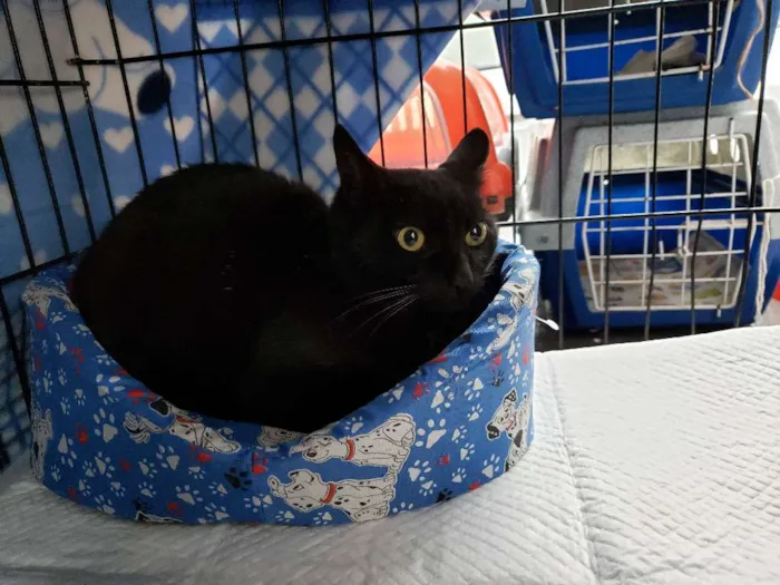 Gato ra a SRD idade 1 ano nome Batman