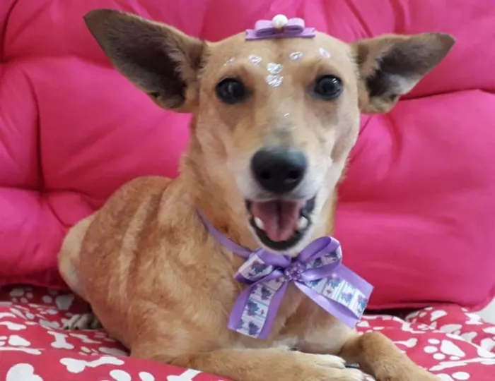 Cachorro raça SRD idade 2 anos nome Pérola