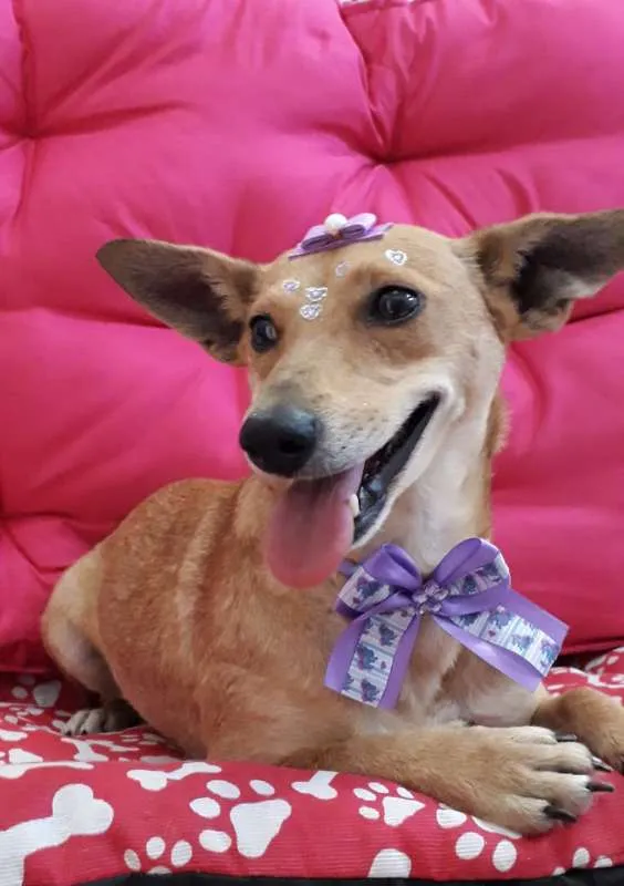 Cachorro raça SRD idade 2 anos nome Pérola