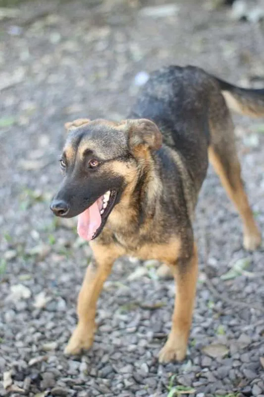 Cachorro raça Mestiça de Pastor idade 2 anos nome Malu
