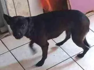 Cachorro raça Vira lata idade 6 ou mais anos nome Checheu
