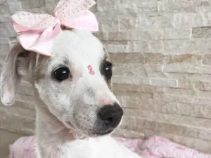 Cachorro raça Sem raça definida idade 2 a 6 meses nome Mabel