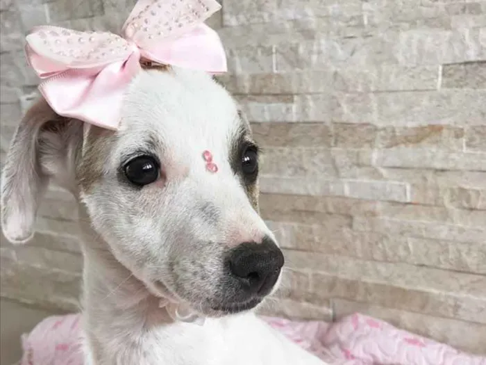 Cachorro ra a Sem raça definida idade 2 a 6 meses nome Mabel