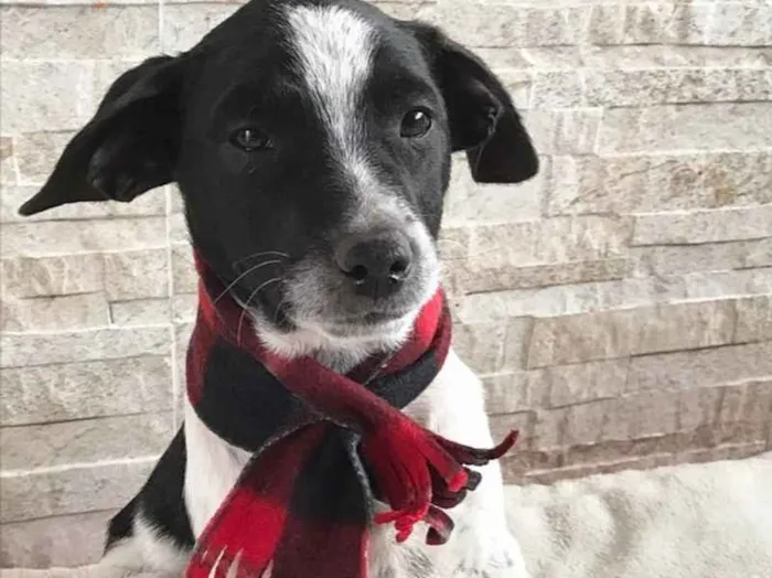 Cachorro ra a Sem raça definida idade 2 a 6 meses nome Noah