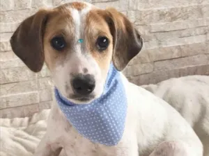 Cachorro raça Sem raça definida  idade 2 a 6 meses nome Gael
