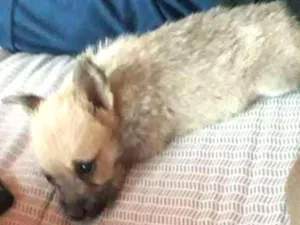 Cachorro raça Indefinida  idade 2 a 6 meses nome Polly