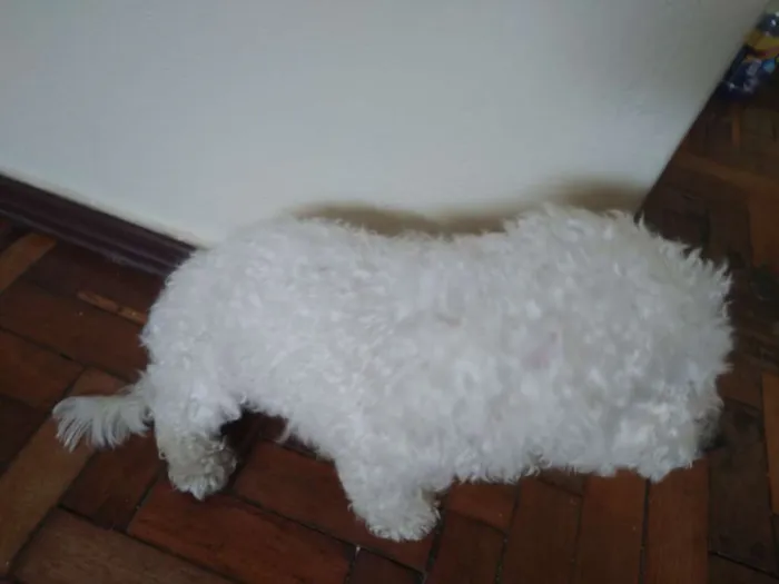 Cachorro raça Poodle idade  nome Não sei