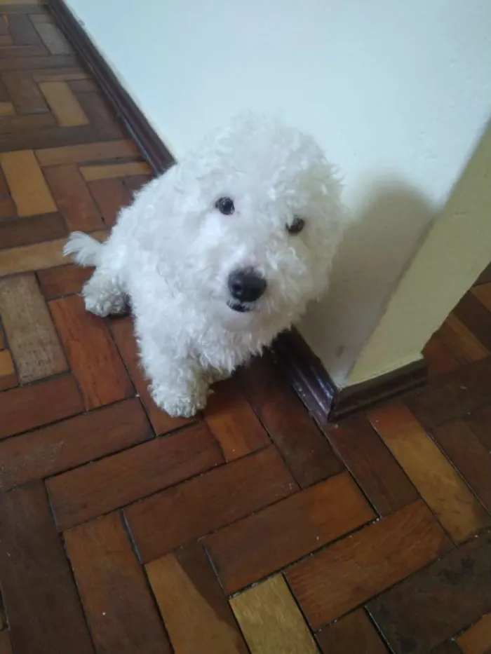 Cachorro raça Poodle idade  nome Não sei