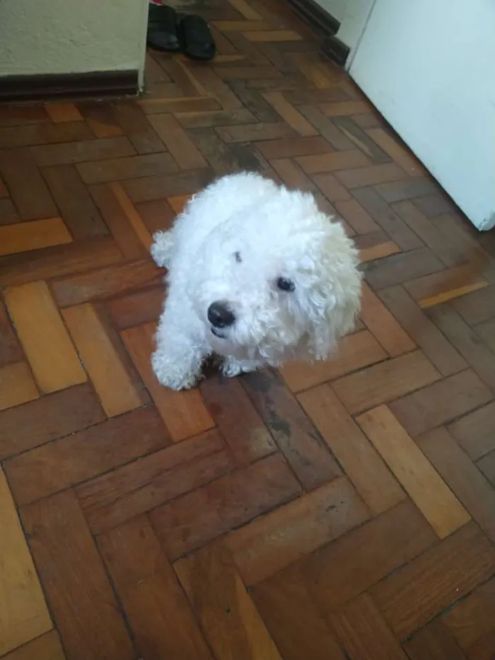 Cachorro raça Poodle idade  nome Não sei