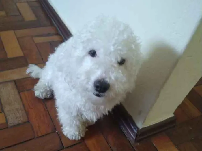 Cachorro raça Poodle idade  nome Não sei