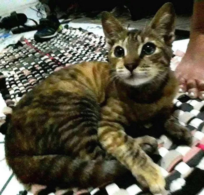 Gato ra a  idade 2 a 6 meses nome Tigrinho loiro