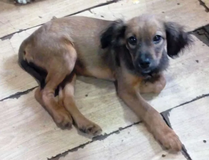 Cachorro ra a  idade 2 a 6 meses nome Marronzinha