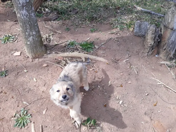 Cachorro ra a SRD idade 2 a 6 meses nome Sem nome 