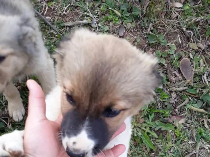 Cachorro ra a SRD idade 2 a 6 meses nome Sem nome 