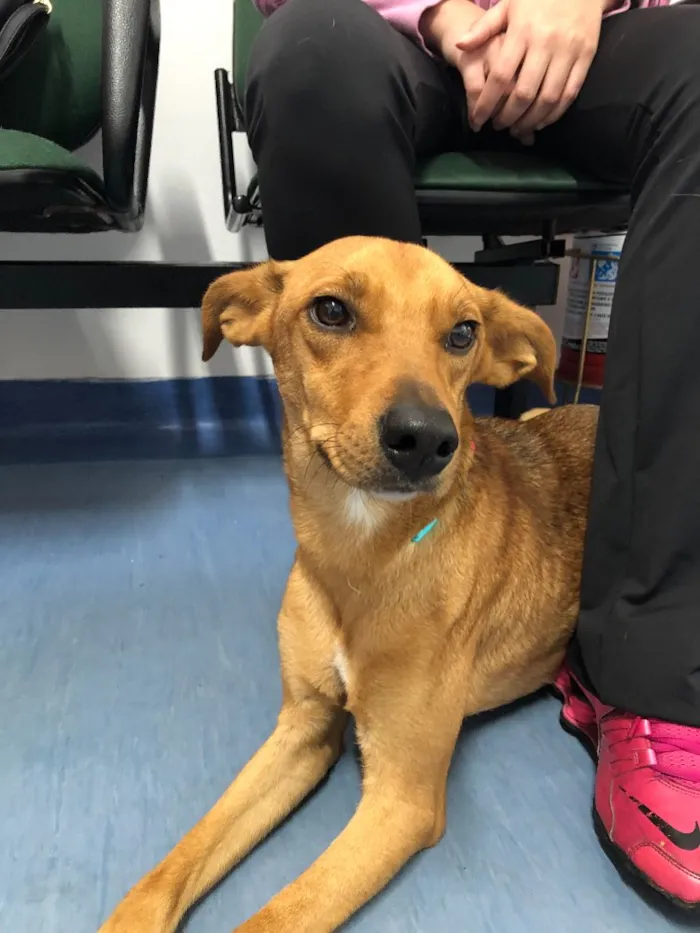 Cachorro ra a Vira Lata idade 1 ano nome Mel