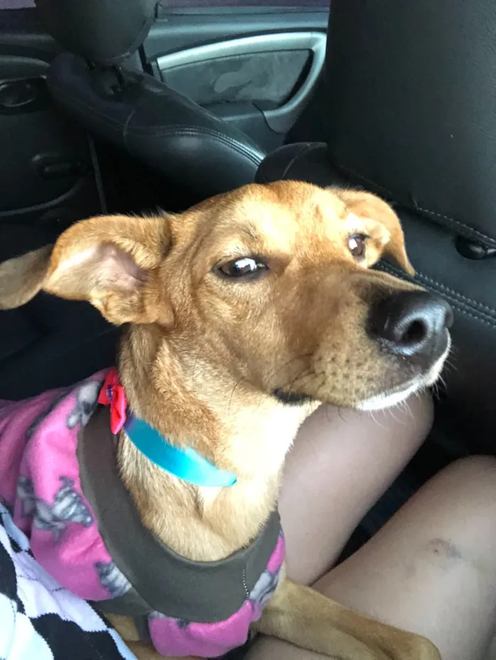 Cachorro ra a Vira Lata idade 1 ano nome Mel