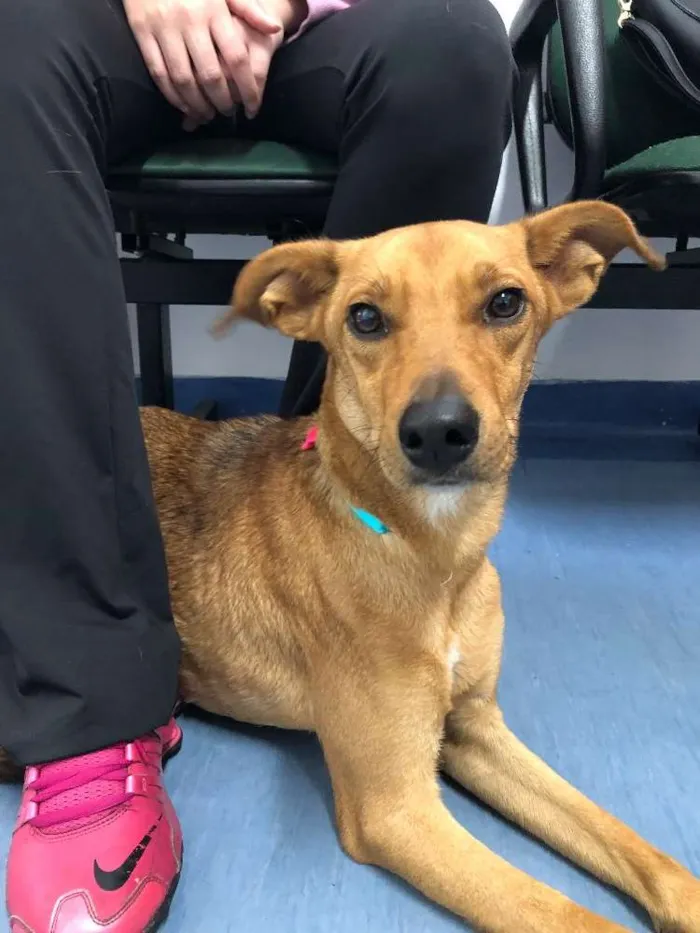 Cachorro ra a Vira Lata idade 1 ano nome Mel