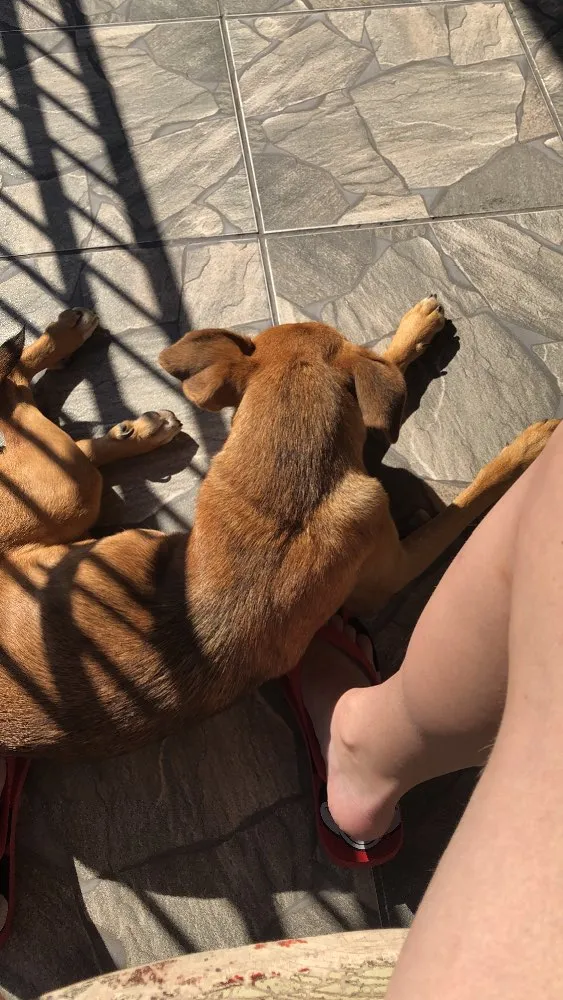 Cachorro ra a Vira Lata idade 1 ano nome Mel