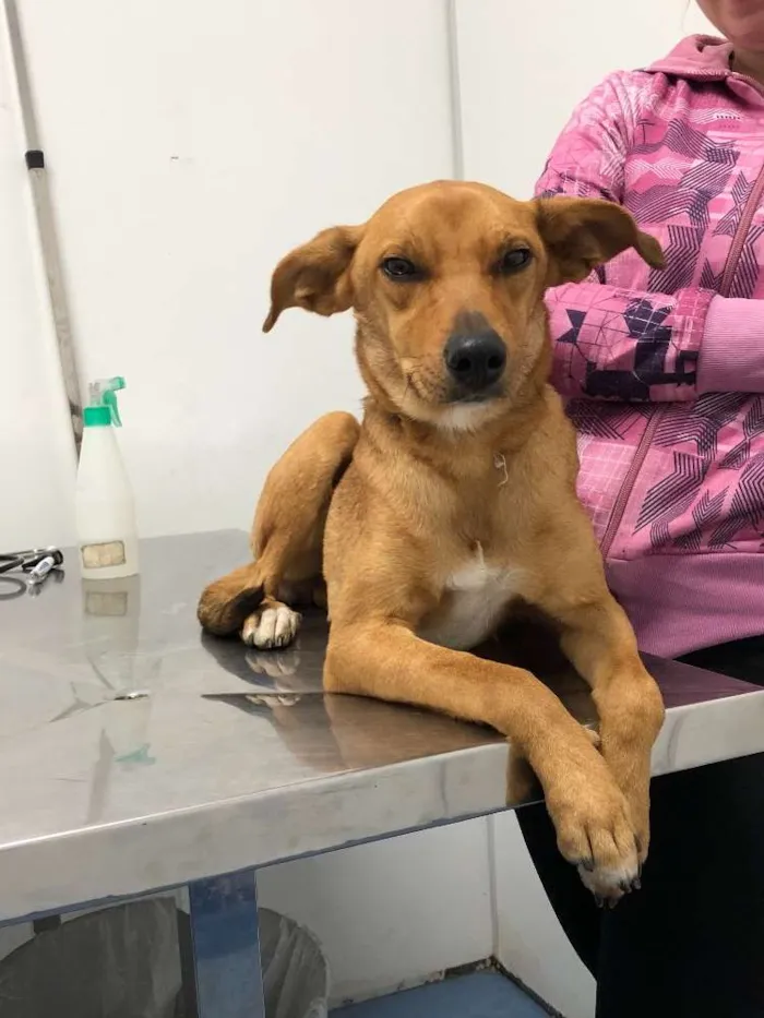 Cachorro ra a Vira Lata idade 1 ano nome Mel