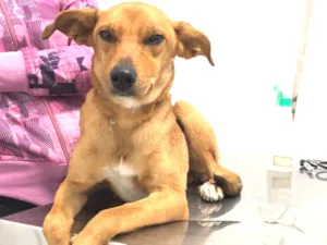 Cachorro raça Vira Lata idade 1 ano nome Mel