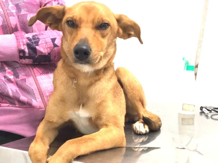 Cachorro ra a Vira Lata idade 1 ano nome Mel