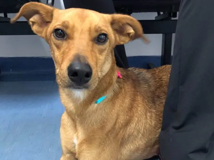 Cachorro ra a Vira Lata idade 1 ano nome Mel