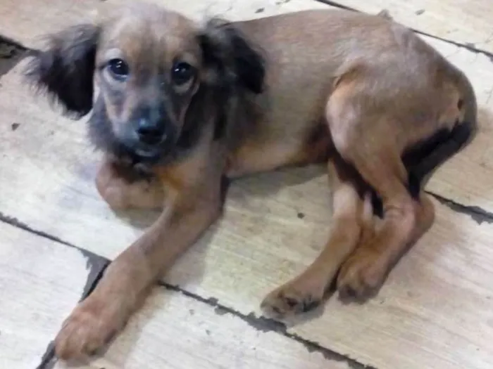 Cachorro ra a  idade 2 a 6 meses nome Marronzinha
