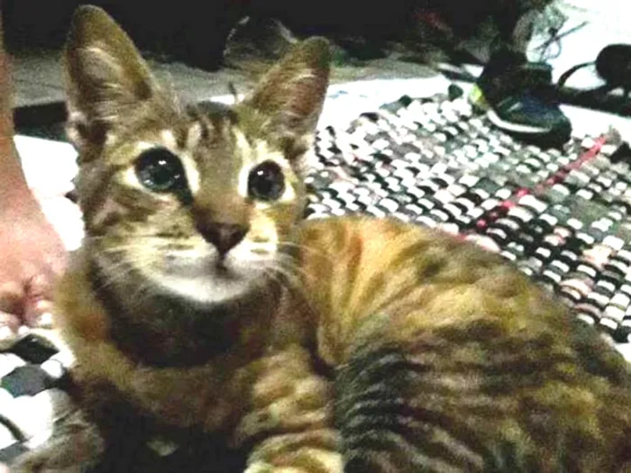 Gato ra a  idade 2 a 6 meses nome Tigrinho loiro