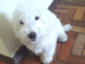 Cachorro raça Poodle idade  nome Não sei