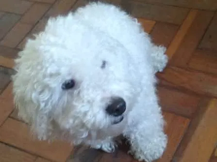 Cachorro raça Poodle idade  nome Não sei