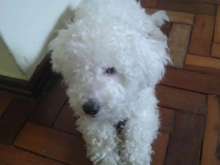 Cachorro raça Poodle idade  nome Não sei
