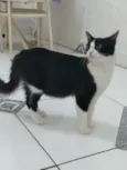 Juju