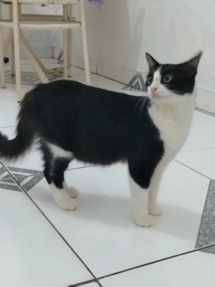 Gato ra a  idade 7 a 11 meses nome Juju
