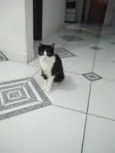 Juju