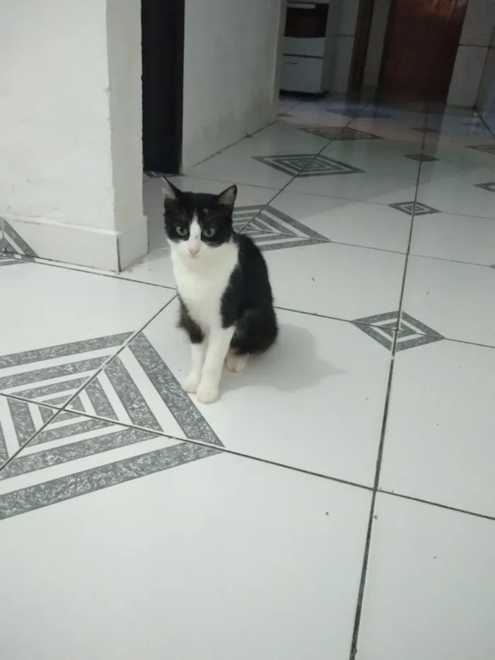 Gato ra a  idade 7 a 11 meses nome Juju