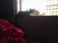 Juju