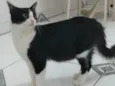 Juju