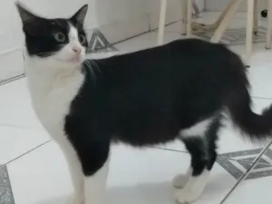 Gato raça  idade 7 a 11 meses nome Juju