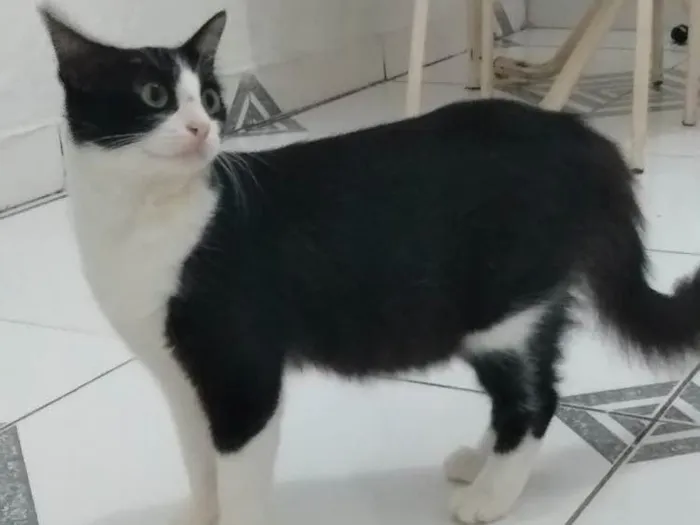 Gato ra a  idade 7 a 11 meses nome Juju